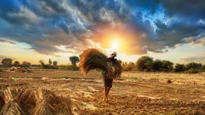 ಮೋದಿ ಅಧ್ಯಕ್ಷತೆಯಲ್ಲಿ ಸಭೆ; ಹಿಂಗಾರು ಬೆಳೆಗೆ ಕನಿಷ್ಠ ಬೆಂಬಲ ಬೆಲೆ ಹೆಚ್ಚಳಕ್ಕೆ ಸಂಪುಟ ಅನುಮೋದನೆ!