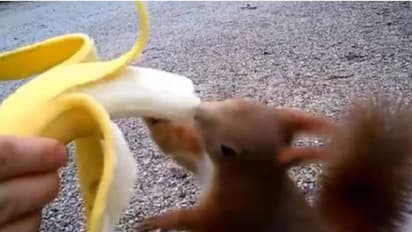 വിശന്നു വലഞ്ഞ അണ്ണാന് കയ്യില്വച്ച് പഴം കൊടുക്കുന്ന യുവതി; വൈറലായി വീഡിയോ