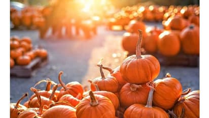 ಕುಂಬಳಕಾಯಿ ಎಲೆಯಲ್ಲಿದೆ ಆರೋಗ್ಯದ ಚಮತ್ಕಾರ