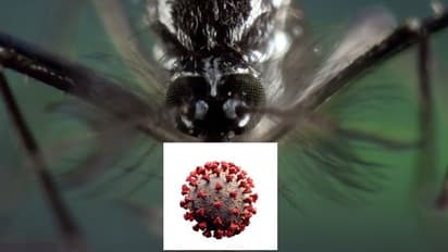 அட கடவுளே.. இது கொரோனாவை விட கொடூரம்.. சென்னையில் 96 பேருக்கு டெங்கு.. மாநகராட்சி பகீர் தகவல்.