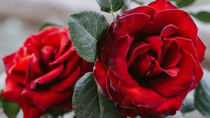 ಗುಲಾಬಿ ದಳದ ಗುಲ್ಕಂದ್ ದಿನಾ ಸೇವಿಸಿ, ಆರೋಗ್ಯ ಲಾಭ ನೋಡಿ