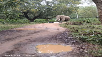 West Bengal: Vegetable vendor meets elephant on jungle road, escapes by letting it feed on veggies