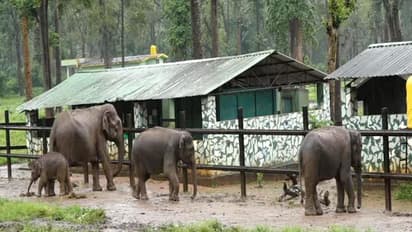 Mysuru Dasara elephants to undergo COVID-19 test; Government approves final list