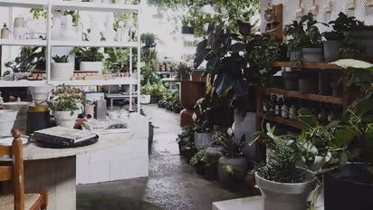 Vastu Tips: வீட்டின் இந்த 5 இடங்களில் மரம் நடுங்கள்; நல்ல பலன் கிடைக்கும்..!!