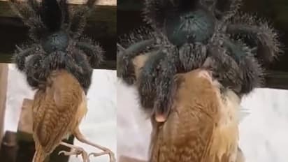 പക്ഷിയെ വിഴുങ്ങുന്ന ഭീമന്‍ എട്ടുകാലി; വൈറലായി വീഡിയോ...