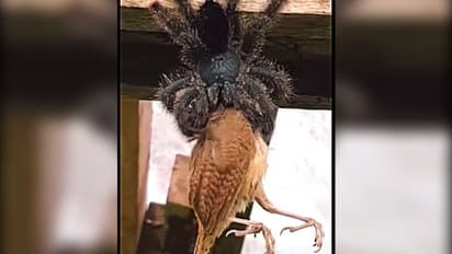 আস্ত পাখি কি গিলে নিতে পারে একটা মাকড়সা, চুল খাড়া করে দেবে এই ভিডিও, দেখুন