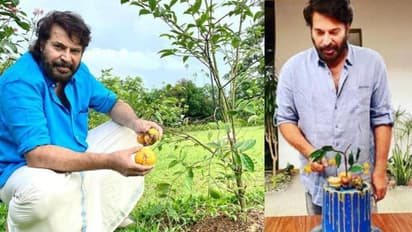 പിറന്നാൾ കേക്കിലെ ആ പഴം ഓര്‍മ്മയുണ്ടോ? മുറ്റത്ത് നിന്ന് വിളവെടുത്ത് മമ്മൂട്ടി