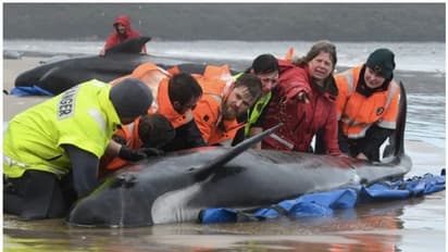 മണല്തിട്ടയില് കുടുങ്ങിയ 380 തിമിംഗലങ്ങള് ചത്തു, 50 എണ്ണത്തെ രക്ഷപ്പെടുത്തി