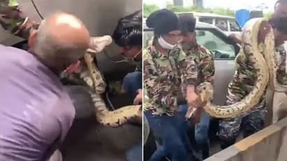 കാര്‍ ടയറിനിടയില്‍ കുടുങ്ങി പത്തടി നീളമുള്ള പാമ്പ്; വീഡിയോ