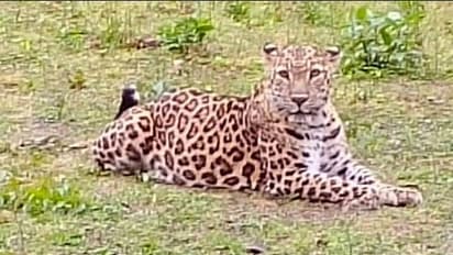 ಗಂಗಾವತಿ: ಜಂಗ್ಲಿ-ರಂಗಾಪುರದ ಬಳಿ ಮತ್ತೆ ಚಿರತೆ ಪ್ರತ್ಯಕ್ಷ, ಬೆಚ್ಚಿಬಿದ್ದ ಗ್ರಾಮಸ್ಥರು