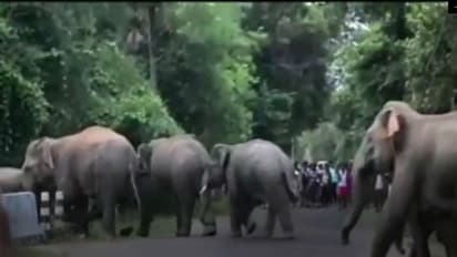 വന്യജീവി ആക്രമണം: നഷ്ടപരിഹാരമായി നൽകിയത് 15.43 കോടി രൂപ