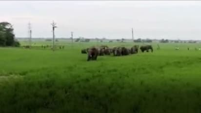 নতুন করে হাতির আতঙ্ক মেদিনীপুরে, দেখুন চাঞ্চল্যকর ছবি