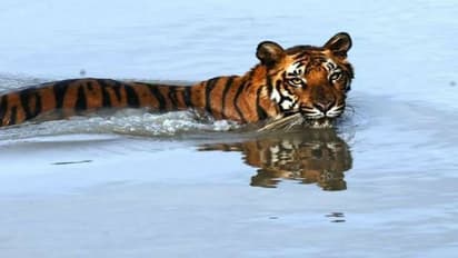 পর্যটকদের জন্য খুলল সুন্দরবন, চলুন এবার পুজোয় দেখে আসি রয়্যাল বেঙ্গল টাইগার