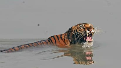 পকেটে টান, সস্তার ট্রিপ খুঁজছেন, বেরিয়ে পড়ুন সপ্তাহের শেষে সুন্দরবন ট্রিপে