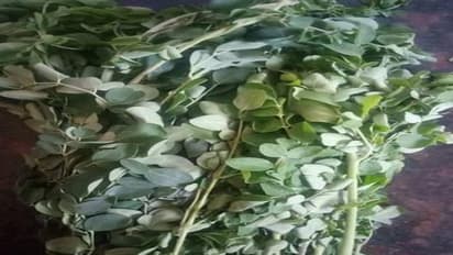 10 मिनट में झटपट बन जाता है मोदी का पसंदीदा मोरिंगा पराठा, बस आटे में मिलानी होगी इस पेड़ की पत्तियां
