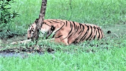 ভ্রমণ প্রেমীদের জন্য সুখবর, পুজোর মুখেই পর্যটনের জন্য খুলল সুন্দরবন