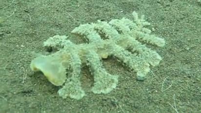 বালির সমুদ্রের ভিডিও ভাইরাল নেটদুনিয়ায়, একটি প্রাণি মন কেড়েছে নেটিজেনদের