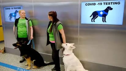 കൊവിഡുണ്ടോ?; മണത്ത് കണ്ടുപിടിക്കാന്‍ പട്ടികള്‍...