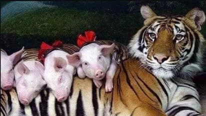 FACT CHECK: शेरनी ने अपना दूध पिलाकर पाले सूअर के बच्चे, भावुक कहानी के साथ वायरल हुईं तस्वीरें