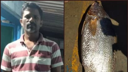 കിട്ടിയത് 'സ്വര്ണ്ണമത്സ്യമോ'?; മത്സ്യ തൊഴിലാളിക്ക് മീന്വിറ്റ് കിട്ടിയത് 1.4 ലക്ഷം രൂപ