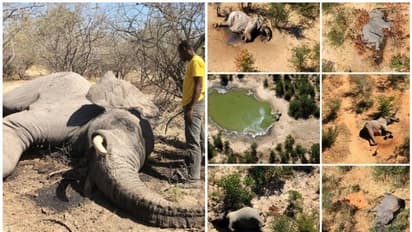 ബോട്സ്വാനയിലെ ആനകളുടെ കൂട്ടമരണത്തിന് പിന്നിലെ രഹസ്യം കണ്ടെത്തി അധികാരികൾ