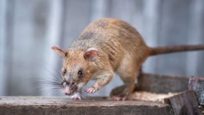 യുവതിയുടെ മൃതദേഹം സർക്കാർ ആശുപത്രി മോർച്ചറിയിൽ എലികൾ കടിച്ചു കീറി; യുപിയിൽ അന്വേഷണം