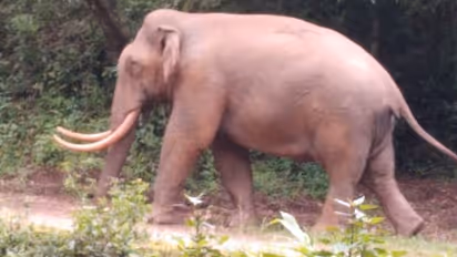 അരിക്കൊമ്പന് പോയി, പടയപ്പ വന്നു; ആനപ്പേടിയൊഴിയാതെ മറയൂര്, വാച്ചര്മാരെ നിയമിച്ച് വനംവകുപ്പ്