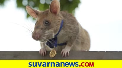 ಗಣಿಗಳನ್ನೂ, ಸ್ಫೋಟಕಗಳನ್ನೂ ಪತ್ತೆ ಹಚ್ಚಿದ ಜಾಣ ಇಲಿಗೆ ಸಿಕ್ತು ಬಂಗಾರದ ಪದಕ