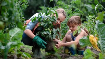 Plants And Luck : ಮನೆಯಲ್ಲಿ ಯಾವ ಸಸ್ಯಗಳನ್ನು ನೆಡುವುದು ಅಶುಭ ಎಂದು ತಿಳಿಯಿರಿ