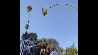 এযুগের 'কালীদাসের' ভিডিও ভাইরাল, দেখেনিন হাড়হিম করা সেই ছবি