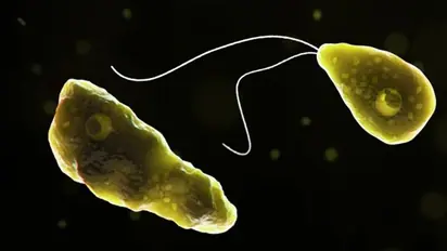 Kerala: Five-year-old girl infected with Amoebic meningoencephalitis in Malappuram; Know about brain infection