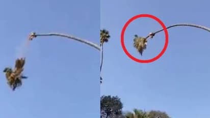 ഇരിക്കുന്ന മരം മുറിക്കുന്ന യുവാവ്; അവിശ്വസനീയമായ വീഡിയോ