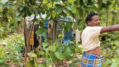 সবজি ভর্তি লরি লুঠ করল হাতি, দেখুন সেই ছবি
