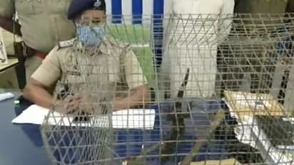 বাংলাদেশ হয়ে অন্যত্র পাচারের ছক, বিরল প্রজাতির ৫০ লাখ টাকার তক্ষক উদ্ধার জলঙ্গিতে