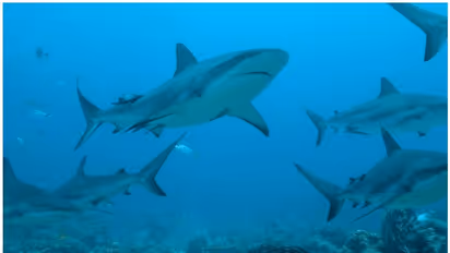 కరోనా వ్యాక్సిన్: ఐదు లక్షల షార్క్ చేపల ప్రాణాలు సముద్రంలోకి....