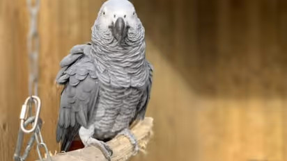 തെറിവിളിയോട് തെറിവിളി, അഞ്ച് തത്തകളെ സന്ദര്ശകരില് നിന്നും മാറ്റിനിര്ത്തി വൈൽഡ്ലൈഫ് പാർക്ക്