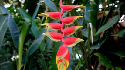 190 ഇനങ്ങളില് ഹെലിക്കോണിയ; വീട്ടിനകത്തും വളര്ത്താവുന്ന പൂച്ചെടി