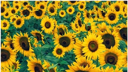 കാലാവസ്ഥാ വ്യതിയാനം; പൂക്കളുടെ നിറവും മാറുന്നു...