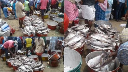 ഏറെക്കാലത്തിന് ശേഷം കടലമ്മ കനിഞ്ഞു; വിഴിഞ്ഞം തീരത്ത് രണ്ട് ദിവസമായി ലഭിച്ചത് നിറഞ്ഞ ചാകര