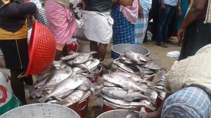 തീരത്ത് ഉണര്‍വേകി ചാകര; ആഘോഷമാക്കി തീരദേശവാസികള്‍