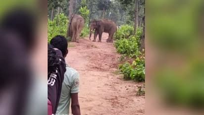 এলাকা কার দখলে থাকবে, জঙ্গলে দীর্ঘক্ষণ ধরে চলল দুই দাঁতাল হাতির লড়াই