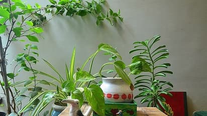 শ্রাবণ মাসে বাড়িতে এই গাছগুলি লাগালে শিব ও লক্ষ্মীর আশির্বাদে হবে টাকার বৃষ্টি