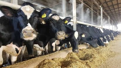 NDRI Recruitment 2022: ರಾಷ್ಟ್ರೀಯ ಹೈನು ಸಂಶೋಧನಾ ಸಂಸ್ಥೆಯಲ್ಲಿ ಖಾಲಿ ಇರುವ ಹುದ್ದೆಗೆ ಈ ಕೂಡಲೇ ಅರ್ಜಿ ಸಲ್ಲಿಸಿ