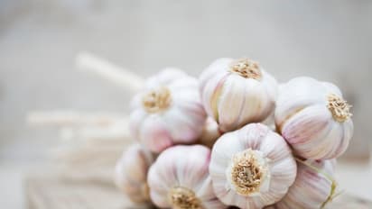 garlic