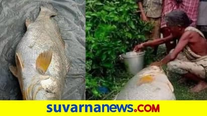 ಬಡ ಅಜ್ಜಿಯನ್ನು ರಾತ್ರೋ ರಾತ್ರಿ ಲಕ್ಷಾಧಿಪತಿಯಾಗಿಸಿದ ಸತ್ತ ಮೀನು!