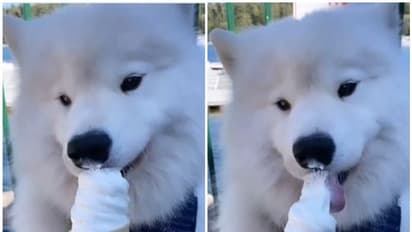 ഐസ്ക്രീം കഴിക്കുന്ന നായയുടെ വീഡിയോ കാണാം