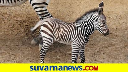 ಬನ್ನೇರುಘಟ್ಟ ಉದ್ಯಾನವನದಲ್ಲಿ ಹೆಣ್ಣು ಮರಿಗೆ ಜನ್ಮ ಕೊಟ್ಟ ಝೀಬ್ರಾ