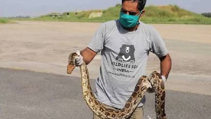 ടോയ്‌ലറ്റിൽ പതുങ്ങിയിരുന്നത് വിഷപ്പാമ്പ്; ഒടുവില്‍ സംഭവിച്ചത്...