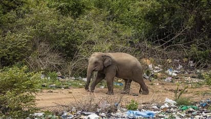 হাতির হামলায় ফের মৃত্যু জঙ্গলমহলে, জমি পাহারা দিতে গিয়ে প্রাণ গেল যুবকের