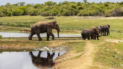 अगर आप हाथी या शेर लेना चाहते हैं गोद तो इन भारतीय चिड़ियाघरों के दरवाजे हैं आपके लिए खुले